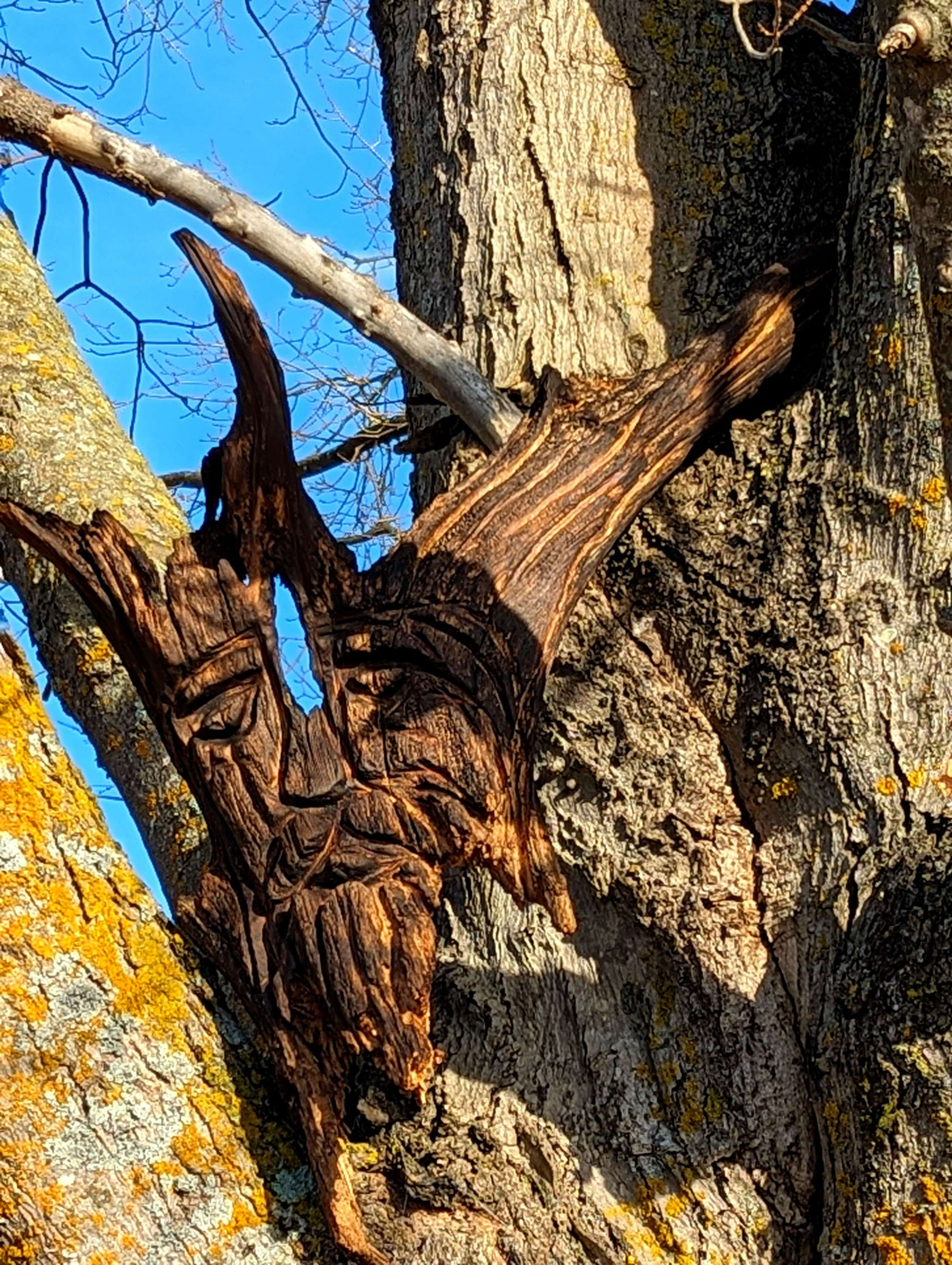 Spirit Faces ~ old cedar stump chainsaw carving