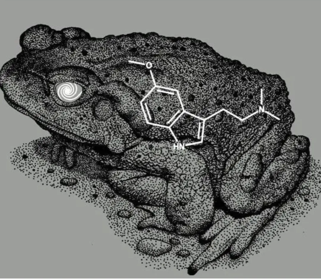 5meo_toad.webp