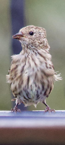 7X8A9252_edited.jpg