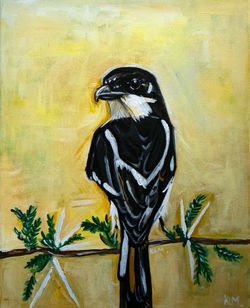 Fiscal Shrike