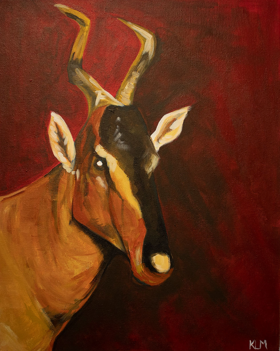 Red Hartebeest