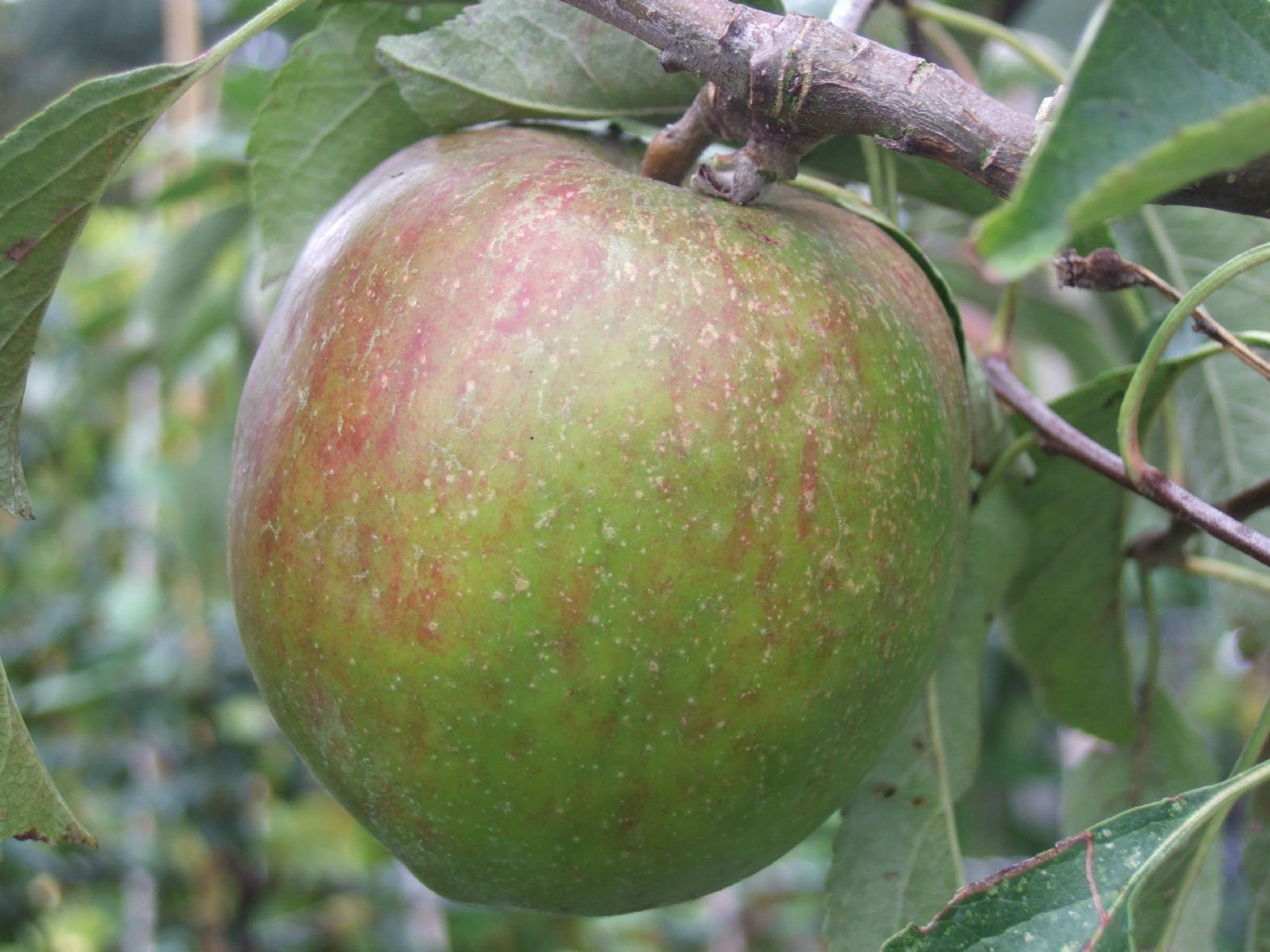 ALLINGTON PIPPIN APPLE