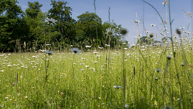 Groundskeeping Manager