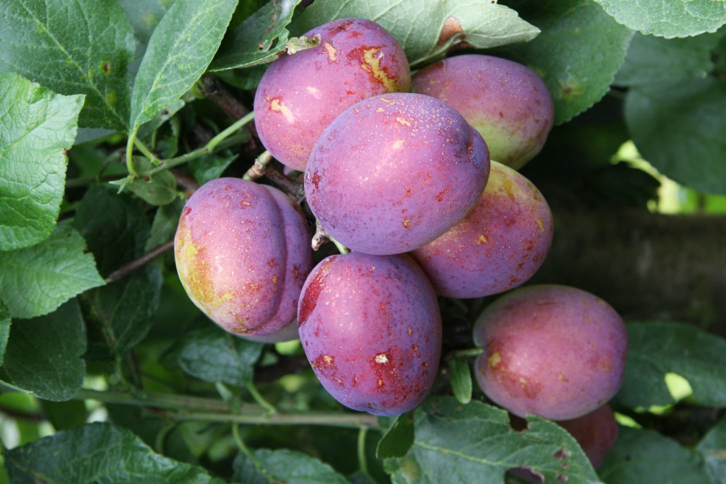 PLUM JUBILEE