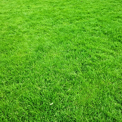 Untitled design (11).png