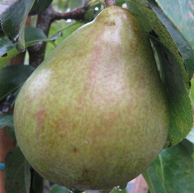 PEAR COMICE