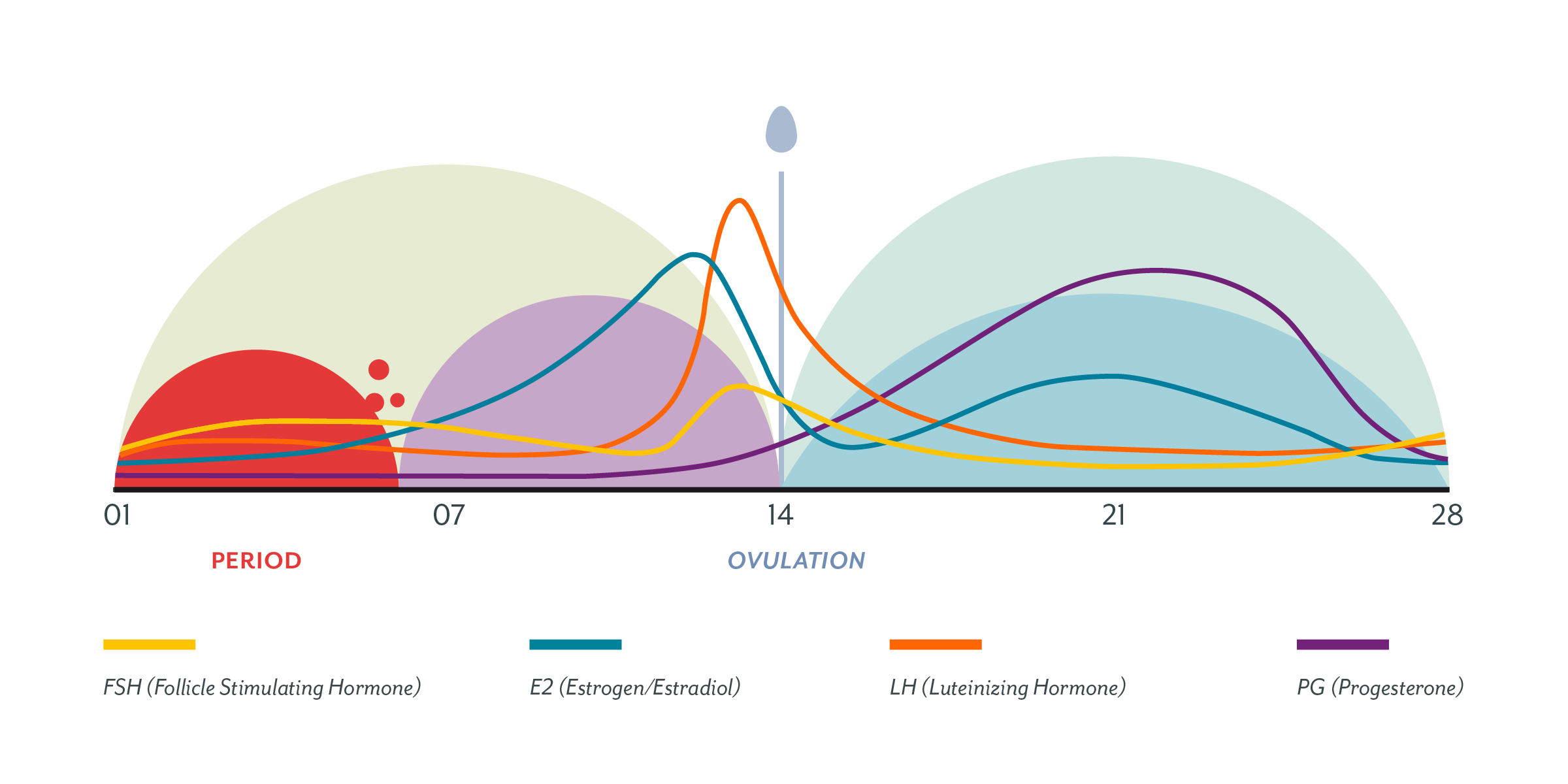WHAT IS THE MENSTRUAL CYCLE AND HOW DOES IT INFLUENCE TRAINING AND NUTRITION? content media