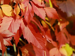 October 2024 Fall activities