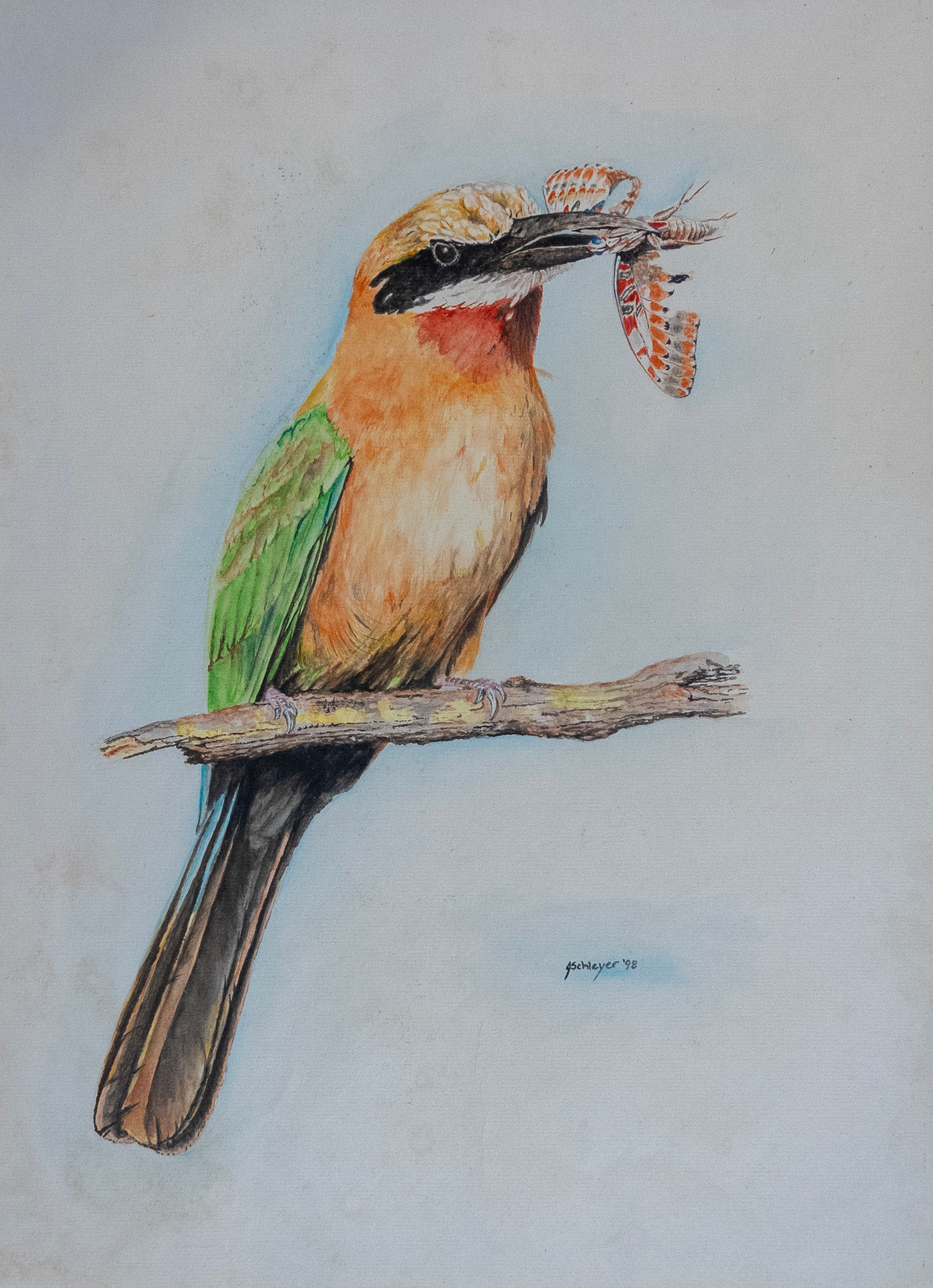 White-fronted Bee-eater