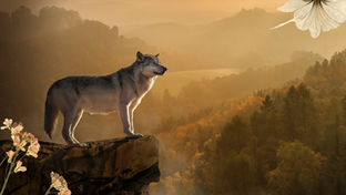 The Lone Wolf’s Journey: Finding Strength in Solitude and Balance in Connection