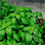 Miniaturbild: Basilic Frais