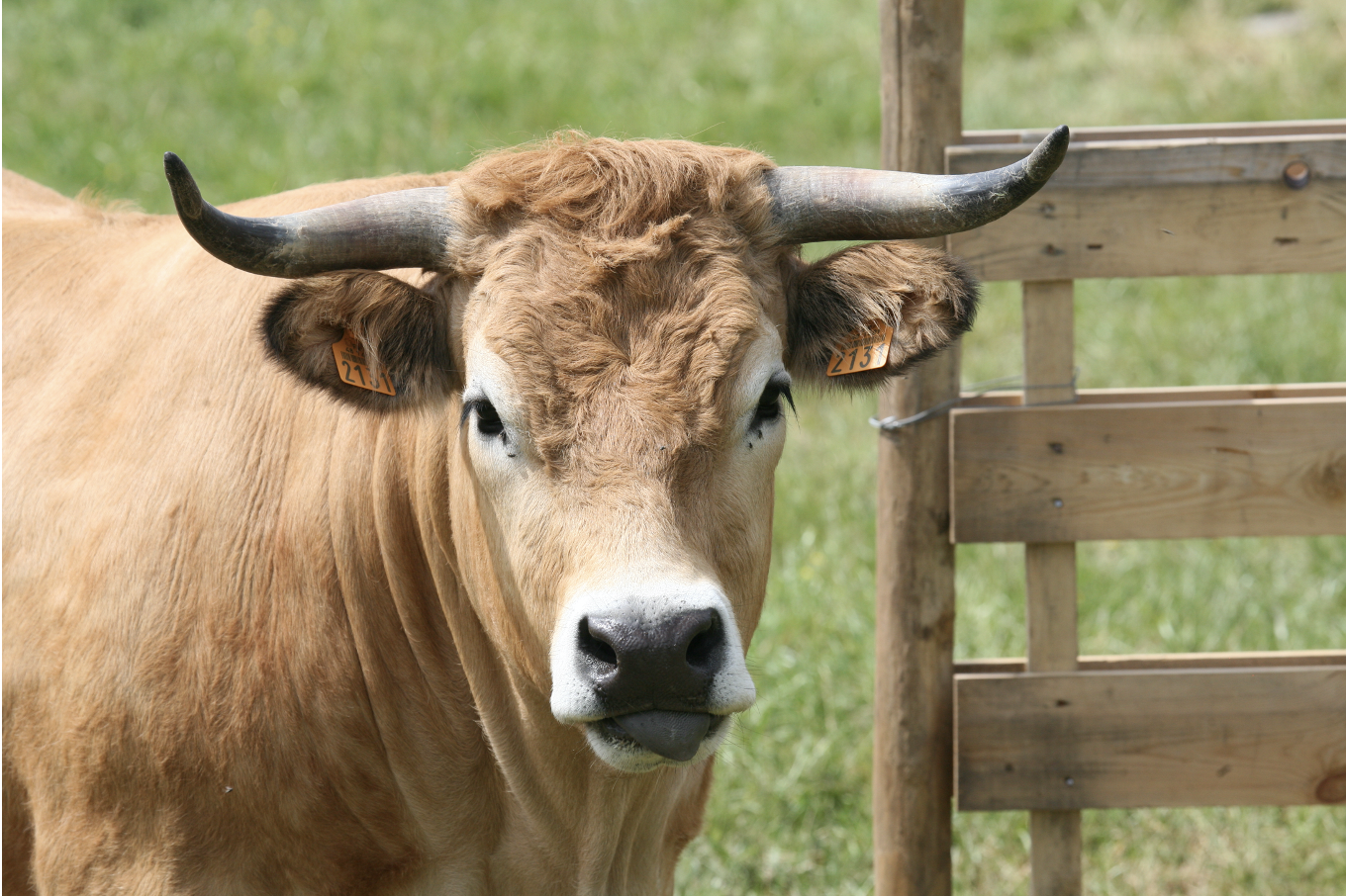 © Gîte du petit Ruau