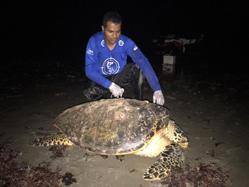 Ninhos de tartaruga no litoral são protegidos