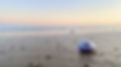 Byron_bay_snail.jpg