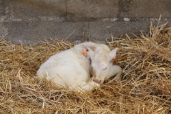 topmoto77-gout2 (13)