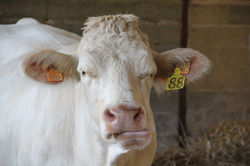 topmoto77-gout2 (17)