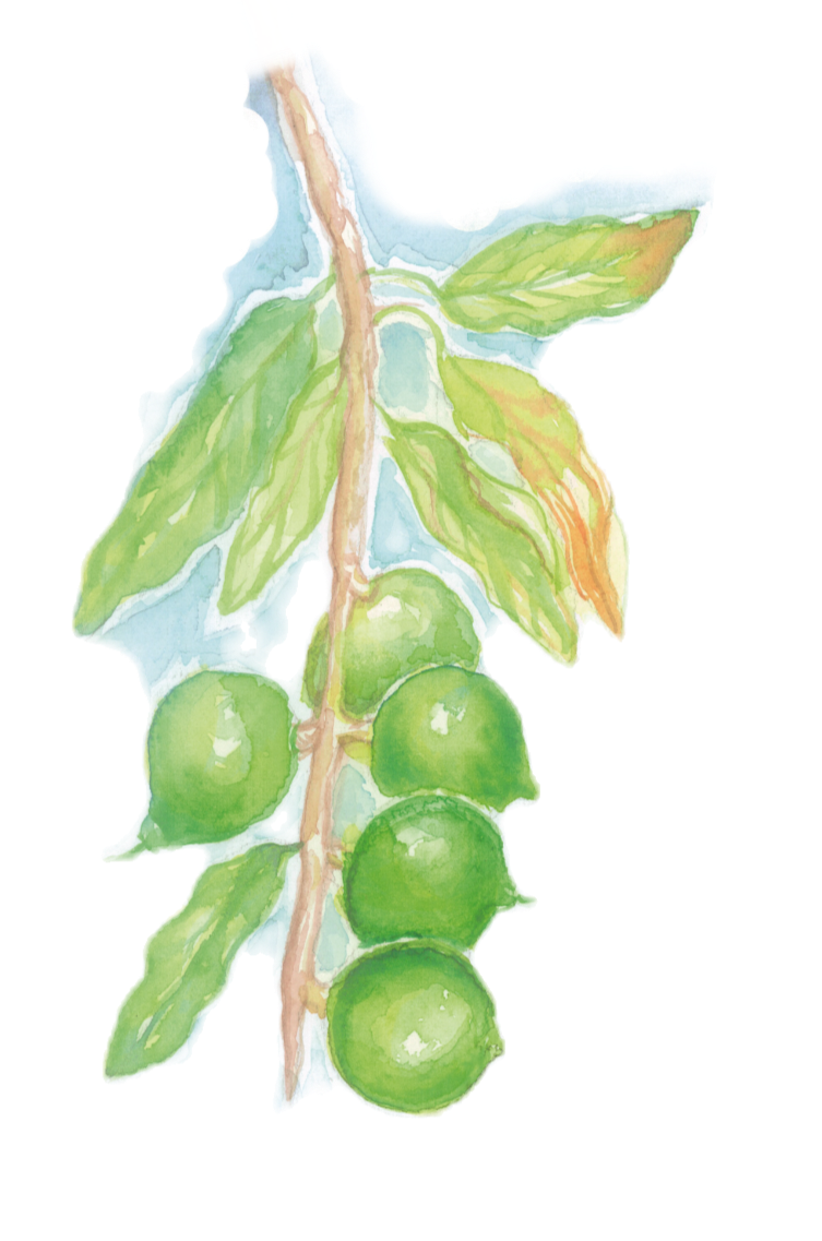 Green mac seperate_edited_edited.png