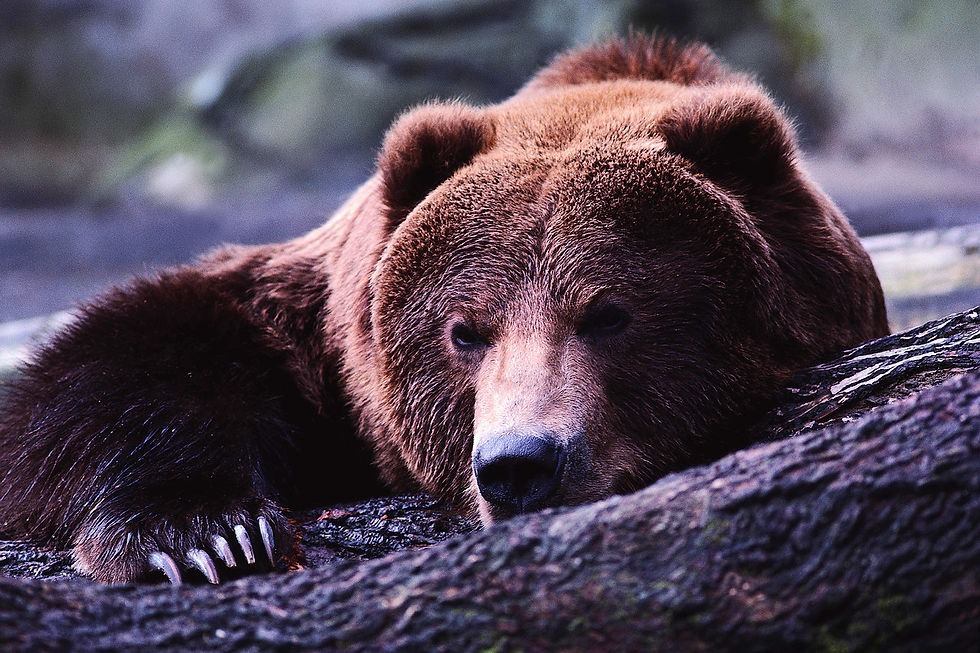 bear