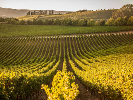 February Light & Riesling Dreams