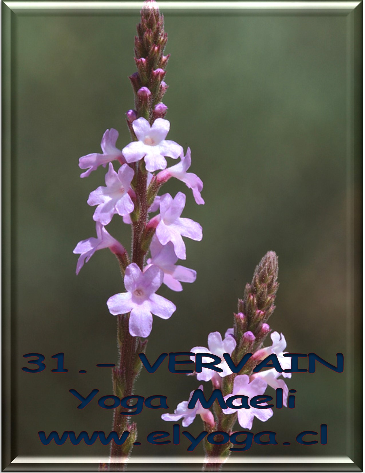 31VERVAIN