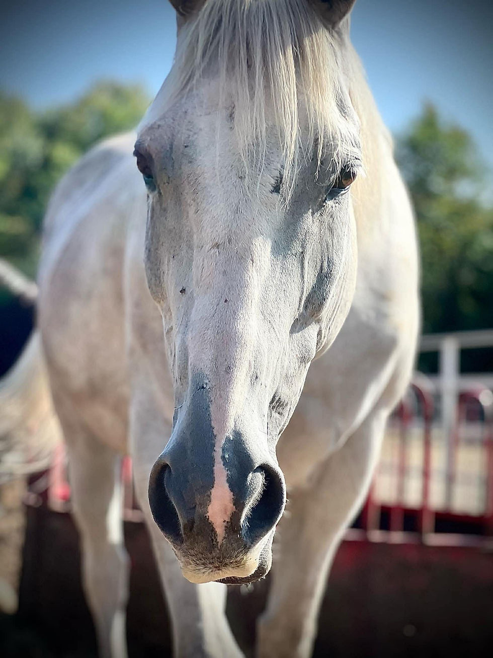 Gros plan d'un cheval blanc
