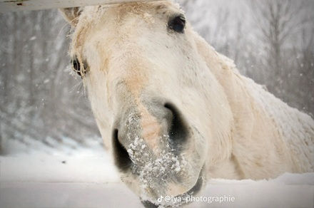 Gros plan d'un cheval blanc dans la neige