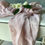 Thumbnail: Dusky Pink Cotton Muslin