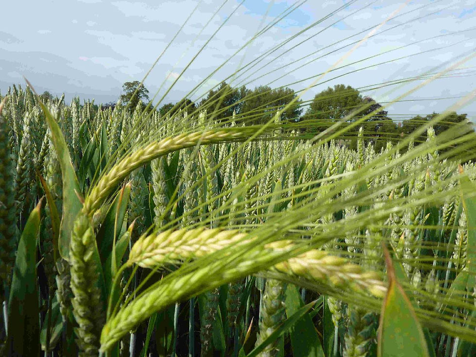 Mixed cropping...