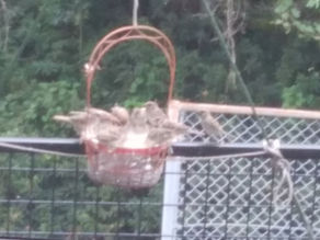 スズメのレストラン