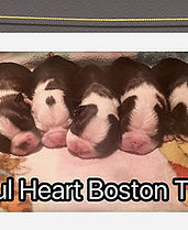Joyful Heart Logo bonnie samson litter.jpg