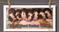 Joyful Heart Boston Terrier Logo
