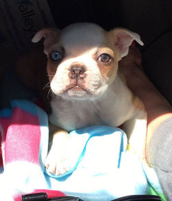 Tinker Bell Fawn Fairy Princess