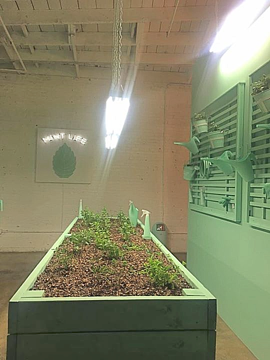 chocolate soil