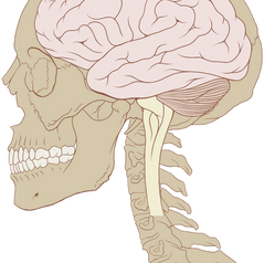 Concussion Management