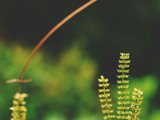 ALL CREATION IS GROANING