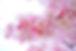 pink-324175_1920.jpg
