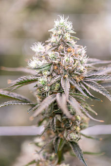 Mandarin Zkittlez 048 copy.jpg