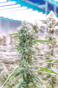 Mandarin Zkittlez 018 copy.jpg