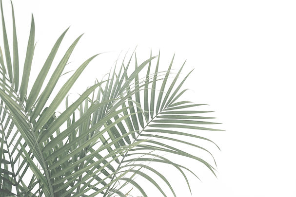 Palms on White_edited.jpg
