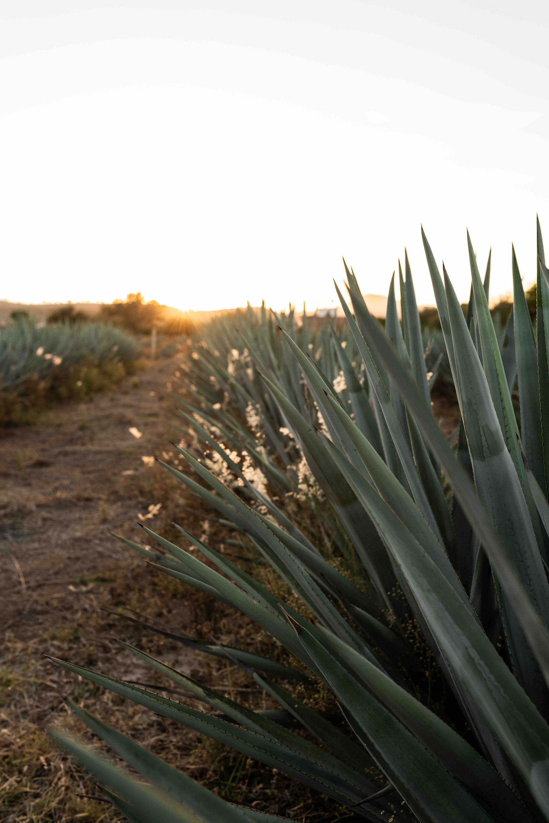Tequila-Pflanze