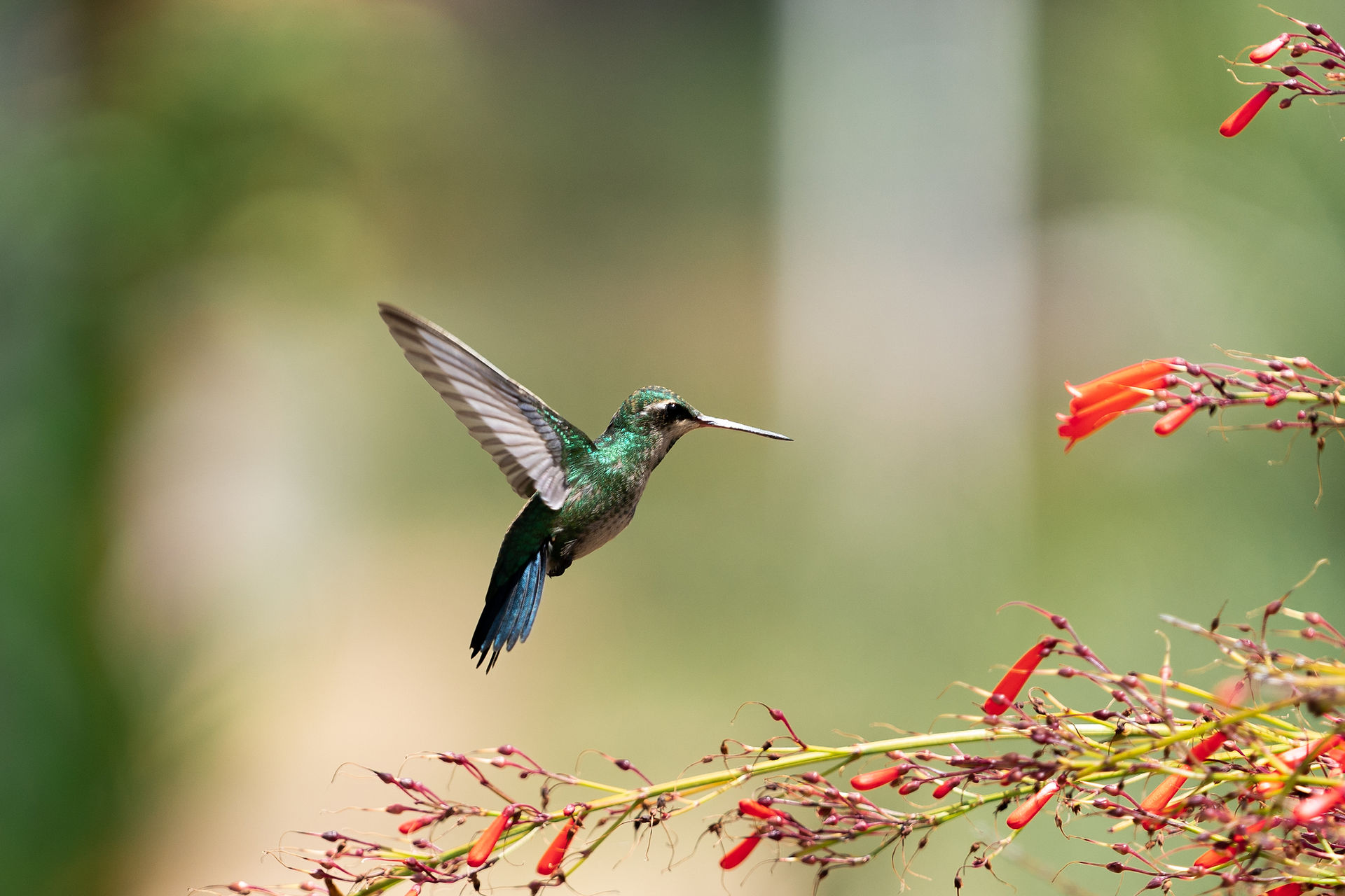 Kolibri