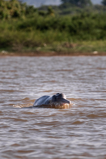 Rosaroter Flussdelfin im Rio Tapajôs