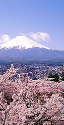 FOTO 1 Mount Fuji con cerezos florecidos.jpg