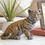 Thumbnail: EDGE TIGER CUB