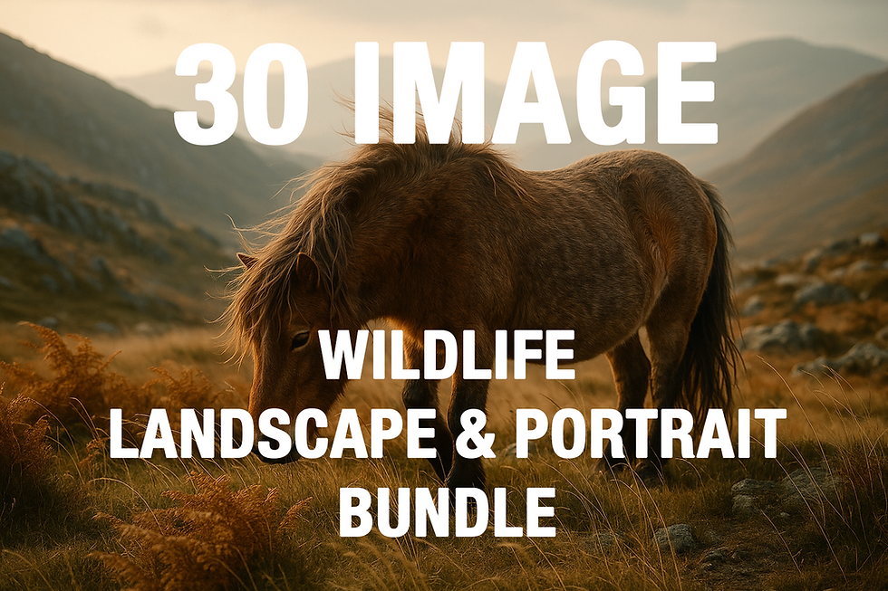 Wild Welsh pony grazing at sunset in a golden mountain valley with bold text promoting wildlife image bundle.