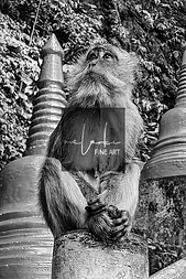 Black and white portrait of a macaque at Tiger Temple, Krabi, Thailand, beside ornate temple pillars.