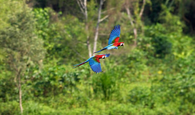 macaws flying.jpg