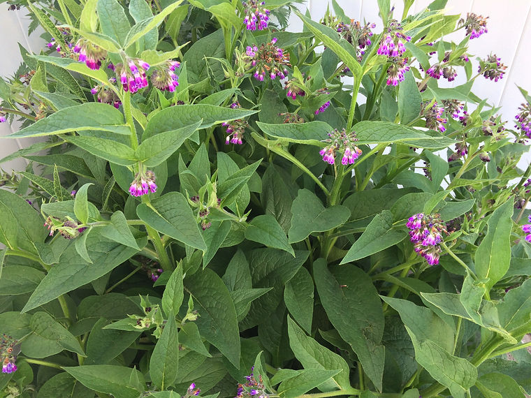 My Comfrey.JPG