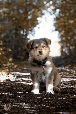 Photo individuelle chiot AS