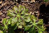 mayapple, native plants